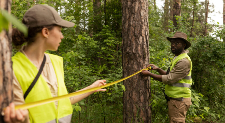 Tree Surgeons